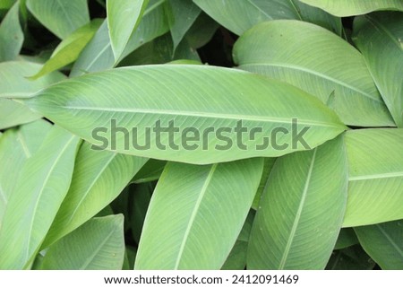 Closeup of Heliconia psittacorum leaf with natural background
