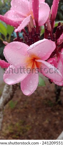 The beautiful and attractive pink Cambodian flowers in the garden look wet from raindrops.