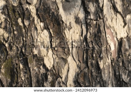 Tree bark texture. Texture Backgrounds Photo