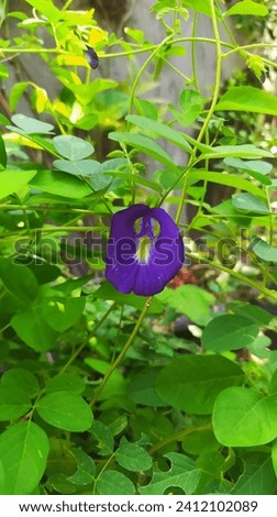 telang flower with green leaves 