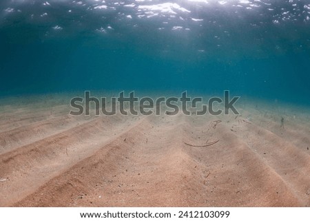 underwater ecosystem nature fish uw mediterranean sea bottom beautiful