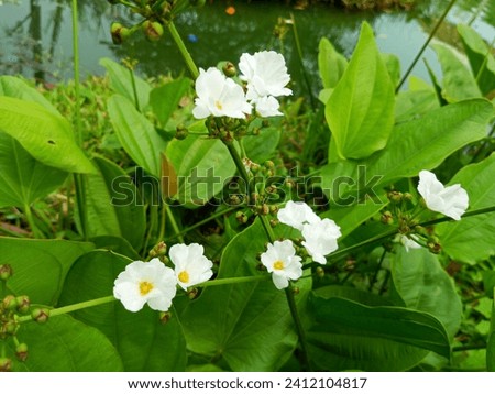 Echinodorus cordifolius is a water-loving plant also called water jasmine