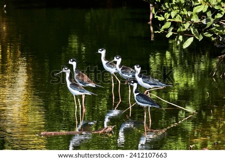 Group of black necked stilt flying, bird with big foots in a green lake, himantopus mexicanus in puerto escondido oaxaca Royalty-Free Stock Photo #2412107663