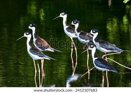 Group of black necked stilt flying, bird with big foots in a green lake, himantopus mexicanus in puerto escondido oaxaca Royalty-Free Stock Photo #2412107683