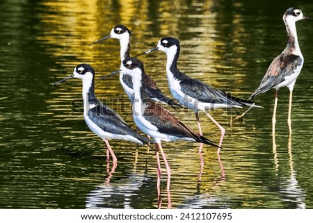 Group of black necked stilt flying, bird with big foots in a green lake, himantopus mexicanus in puerto escondido oaxaca Royalty-Free Stock Photo #2412107695