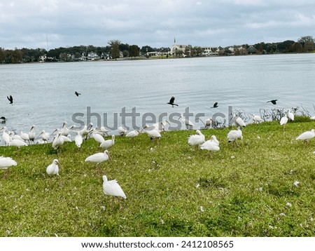 Beautiful landscape of the lake birds 