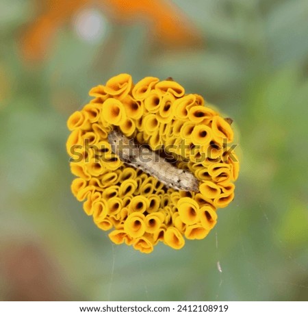 A caterpiler is lying among the marigold flower.
