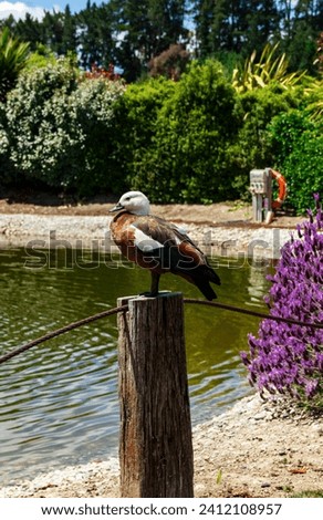 Cute specimen of Duck in New Zealand
posing for a photo on top of a stick, like a large duck model, with a water fountain in the background. December 7, 2023, Wanaka, Otago, New Zealand Royalty-Free Stock Photo #2412108957