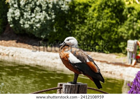 Cute specimen of Duck in New Zealand
posing for a photo on top of a stick, like a large duck model, with a water fountain in the background. December 7, 2023, Wanaka, Otago, New Zealand Royalty-Free Stock Photo #2412108959