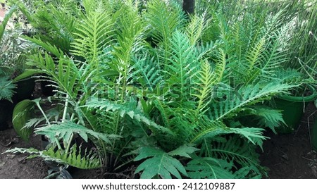 Beautiful green ferns plants picture