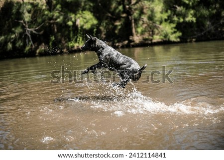 Australian Cattle Dog playing in a river