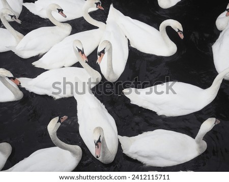 Close up of a group of white swans on a lake