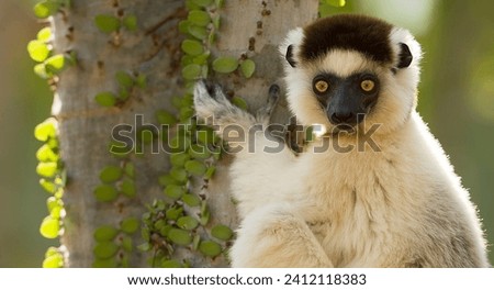 MADAGASCAR, AFRICA _ 16 MAY 2019 : LEMUR LOOKING FOR LUNCH