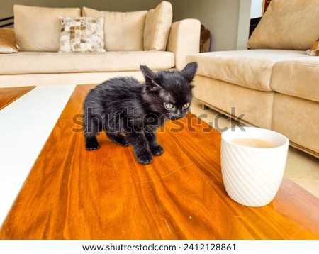 Bella, a 1-month-old kitten, is a petite beauty with velvety black fur, captivating greenish-blue eyes, and a charming white spot under her neck. Pure cuteness in a small package. Royalty-Free Stock Photo #2412128861