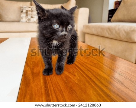 Bella, a 1-month-old kitten, is a petite beauty with velvety black fur, captivating greenish-blue eyes, and a charming white spot under her neck. Pure cuteness in a small package. Royalty-Free Stock Photo #2412128863