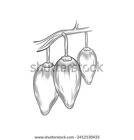 illustration of baobab fruit, vector art.