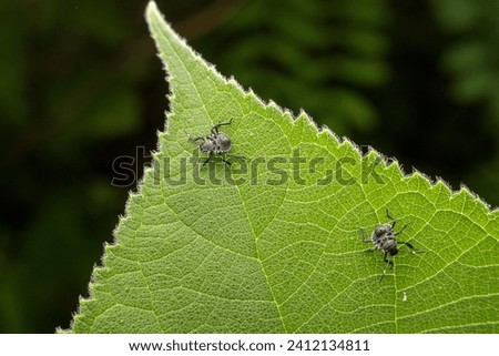 Stinkbug nymph inhabits the leaves of wild plants Royalty-Free Stock Photo #2412134811