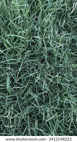 this is the original nature grass picture used for background etc