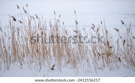 Reeds and sedges are covered with snow in winter.