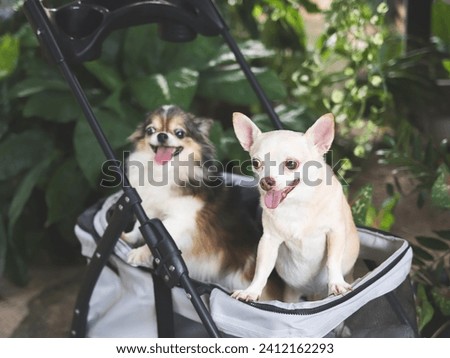 Portrait of two  chihuahua dogs standing in pet stroller in the garden. Smiling happily.