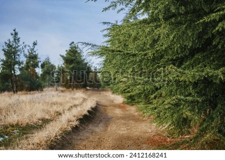 A road in a coniferous forest, a walk in nature on a day off, hiking in the mountains, an idea for advertising sports shoes or a mockup for a product