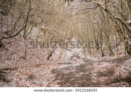 A path in a deciduous forest in the foothills of the Caucasus is covered with the first snow, a conceptual banner of a mountain forest with an advertising campaign concept or product mockup