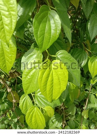 This picture is of the betel plant. A native plant from Indonesia that grows on vines or rests on the trunks of other trees. Betel is also known as a medicinal plant (phytopharmaceutical). The betel s