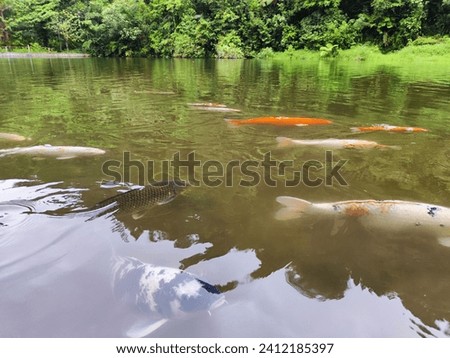 Fish are swimming in a lake with calm waters. 