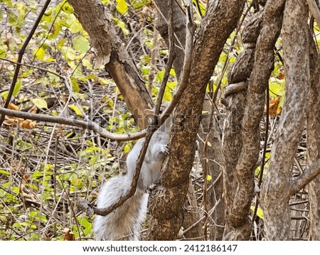 A large squirrel climbing a tree.
