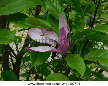 beautiful flowering branches on magnolia bushes with pink petals
