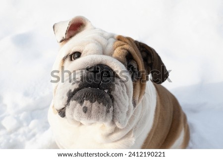 Dog. English bulldog. Animal themes. Holidays and events. Royalty-Free Stock Photo #2412190221