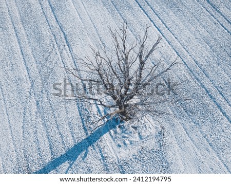 Drone shot of a dead tree in deep winter in southern Bavaria, Germany