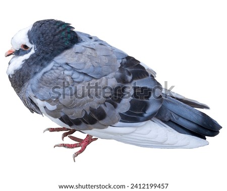  The image captures a racing pigeon with a splendid plumage, perched on a clean white background. Vibrant colors and elegant details highlight the bird's beauty. A simple yet graceful picture.