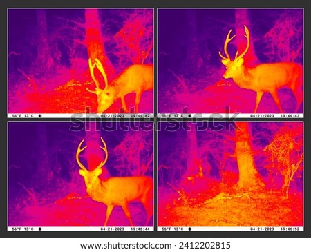 Trail cam night vision of Sika deer stag. Infrared thermal imaging, taken in New Zealand, Kaimanawa Ranges, central North Island, during the Roar season when stags are most active. Royalty-Free Stock Photo #2412202815