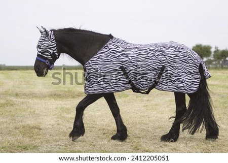 Friesian horse with fly-mask and fly-rug Royalty-Free Stock Photo #2412205051