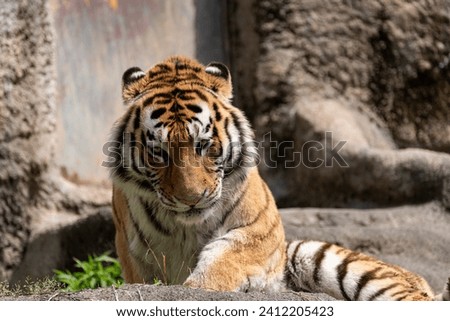 A cool Amur tiger lying down and relaxing