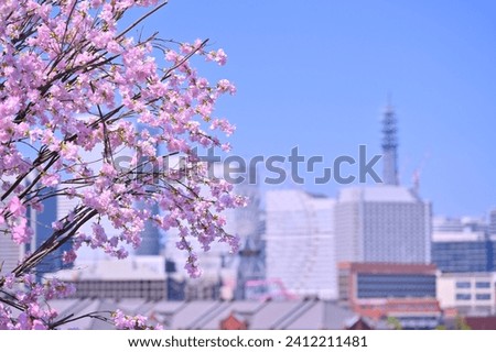 Cherry blossom or Sakura full bloom with Cityscape of Yokohama city, Skyline and office building in Minatomirai, Yokohama city port, Kanagawa, Japan Royalty-Free Stock Photo #2412211481