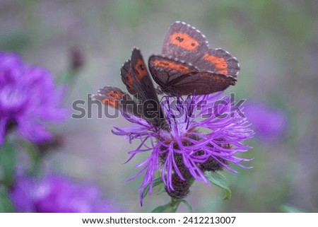 Two Large ringlet butterflies on a violet bloom against green blurred background. Royalty-Free Stock Photo #2412213007