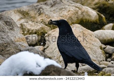 A raven crow has a walnut shell in its beak and stands between stones on the shore of Lake Constance. Snow on a stone Royalty-Free Stock Photo #2412213443