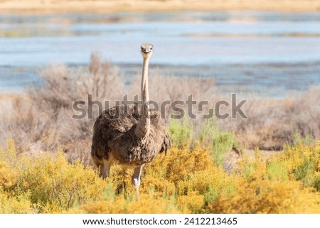 An Ostrich posing for a picture on a warm summer day in South Africa.