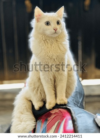 This is a Persian cat sitting on a bike. Male 8 month old beautiful cat sitting and looking toward me. Blue eyes cat.