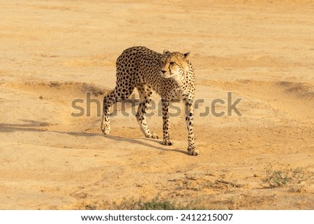 A cheetah taking five after an early morning run at Inverdoorn Game Reserve.