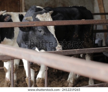 organic farming, animal husbandry, animals raised in the barn in the village house. cattle farming. Photo of black and white hairy cow, buffalo, calf and calf in the barn.