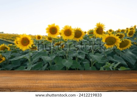 sunflower seeds in sack. Sunflower seeds in burlap bag on wooden table with field of sunflower on the background. Sunflower field with blue sky. Photo with copy space area for a text. High quality