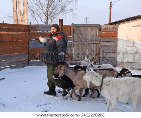 A man with a beard walks in the snow with domestic Nubian goats in winter. Herd of domestic goats 