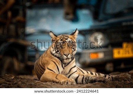 Showstopper wild male tiger or panthera tigris closeup sitting in middle of road or track a roadblock inside a jungle safari at Ranthambore National Park Forest Tiger Reserve Rajasthan India