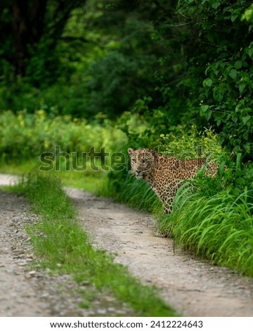 Indian wild male leopard or panther or panthera pardus with an eye contact standing near track or trail peeping in natural scenic monsoon season green background in wildlife jungle safari forest india
