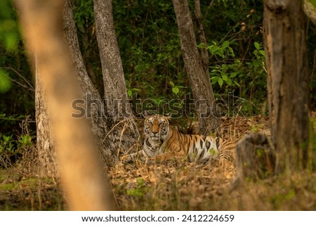 wild female royal bengal tiger or panthera tigris sitting deep in natural green scenic forest during winter season safari in bandhavgarh national park forest tiger reserve madhya pradesh india