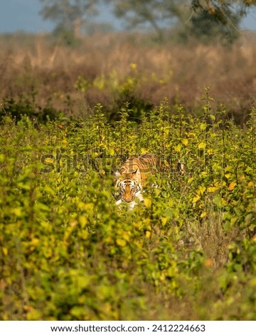 wild female bengal tiger or panthera tigris with spotted deer or chital kill neck in jaws mouth with eye contact in natural green field terai region forest jim corbett national park uttarakhand india Royalty-Free Stock Photo #2412224663