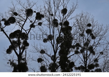 Some mistletoes on their host trees in winter